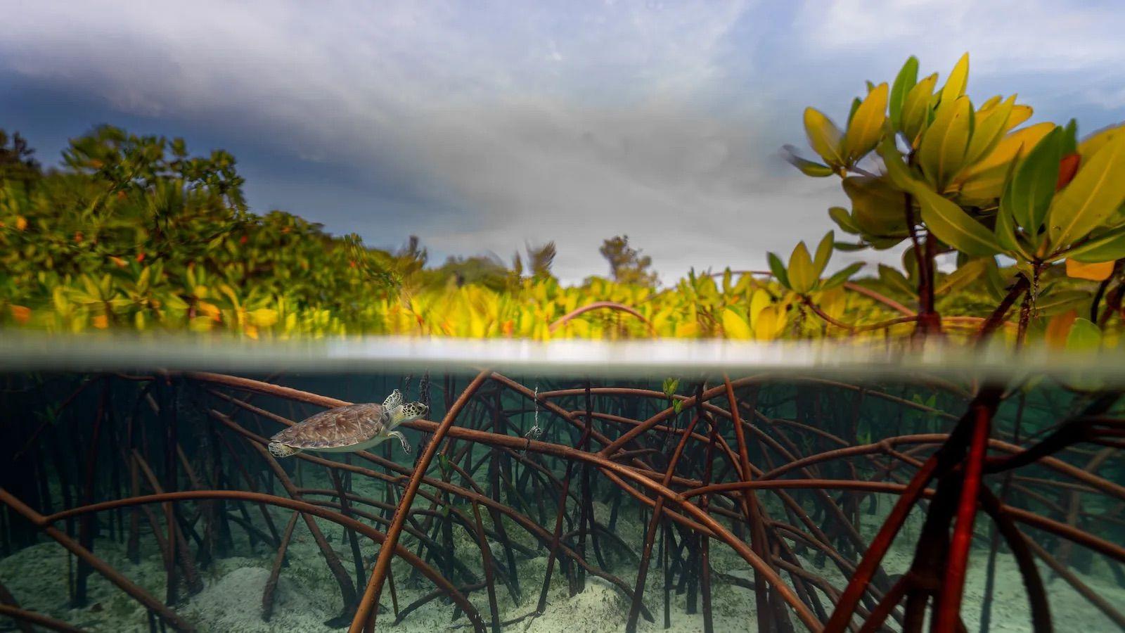 Una pequeña tortuga nada bajo el agua en las Bahamas. 