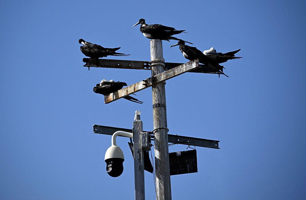 Unas aves marinas se posan en un poste de servicios equipado con cámaras de vigilancia en Puerto Morelos, estado de Quintana Roo, México, el 6 de agosto de 2026.