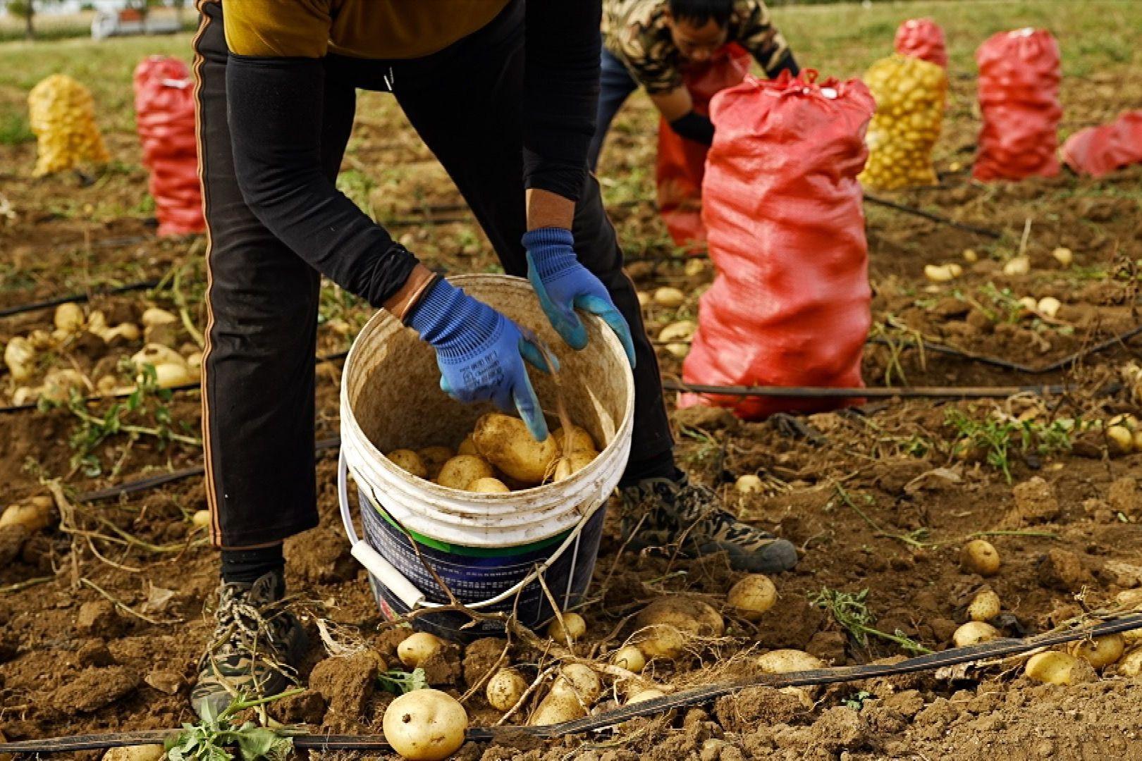Un trabajador con guantes azules coloca papas recién cosechadas en un cubo blanco en un campo.