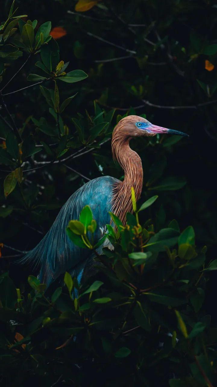 Una garza rojiza observa los manglares en Bimini. 