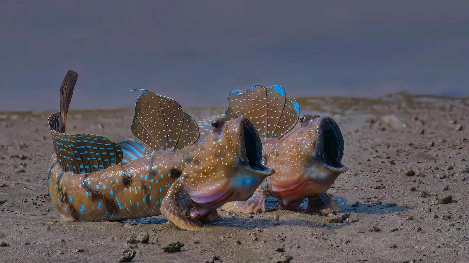 Una pareja de peces saltarinas abre su boca mientras se deslizan por el fango. 