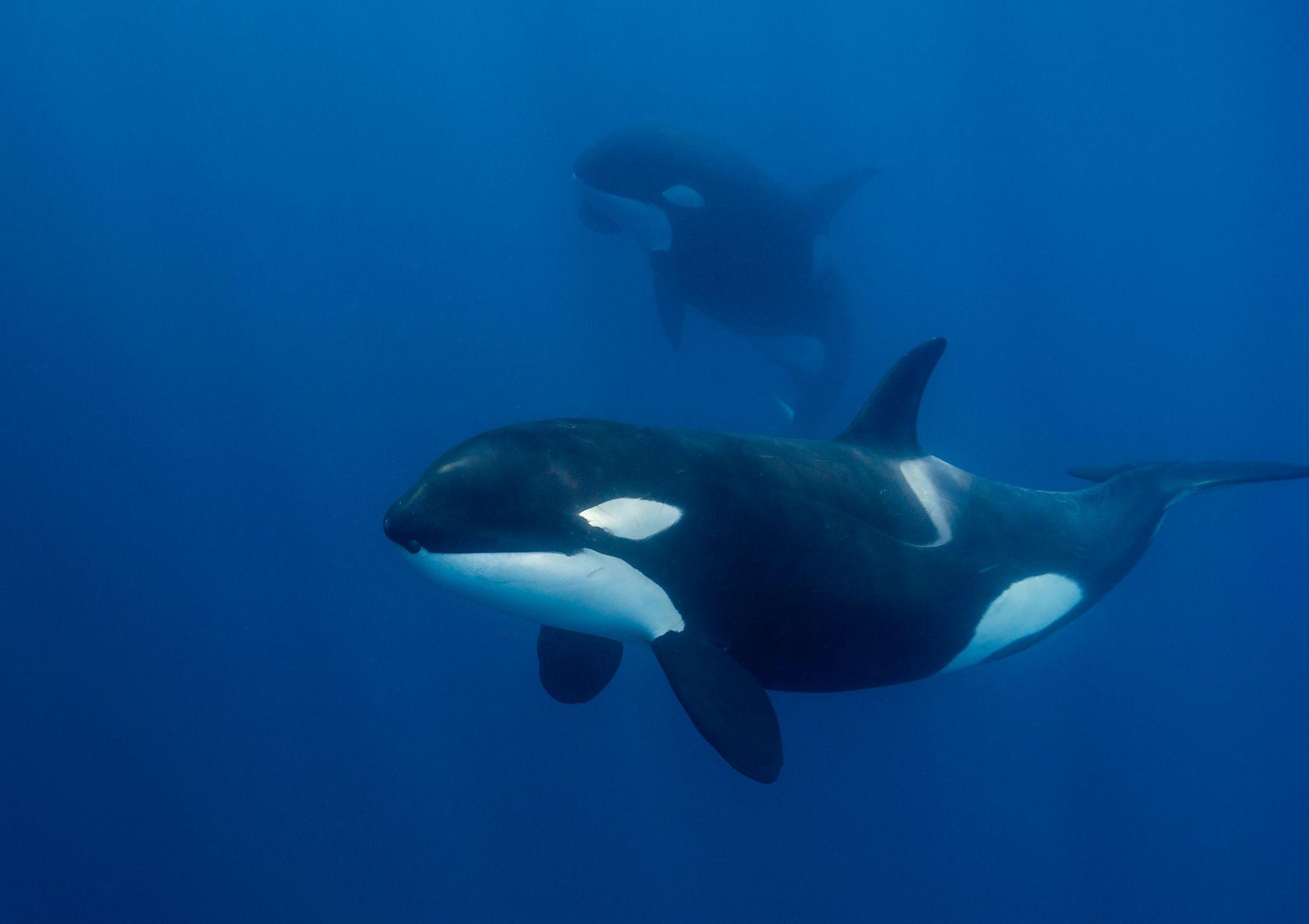 Orcas que atacan y se comen a los grandes tiburones blancos: la sangrienta batalla entre los mayores depredadores marinos que tiene perplejos a los científicos