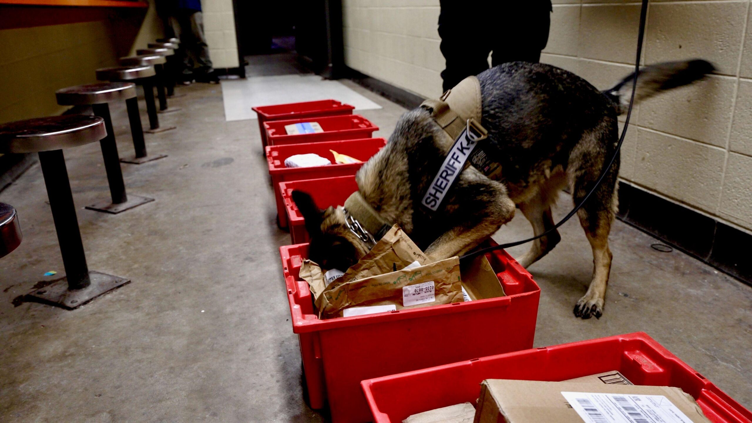 Un perro policía rastrea el correo en una caja roja