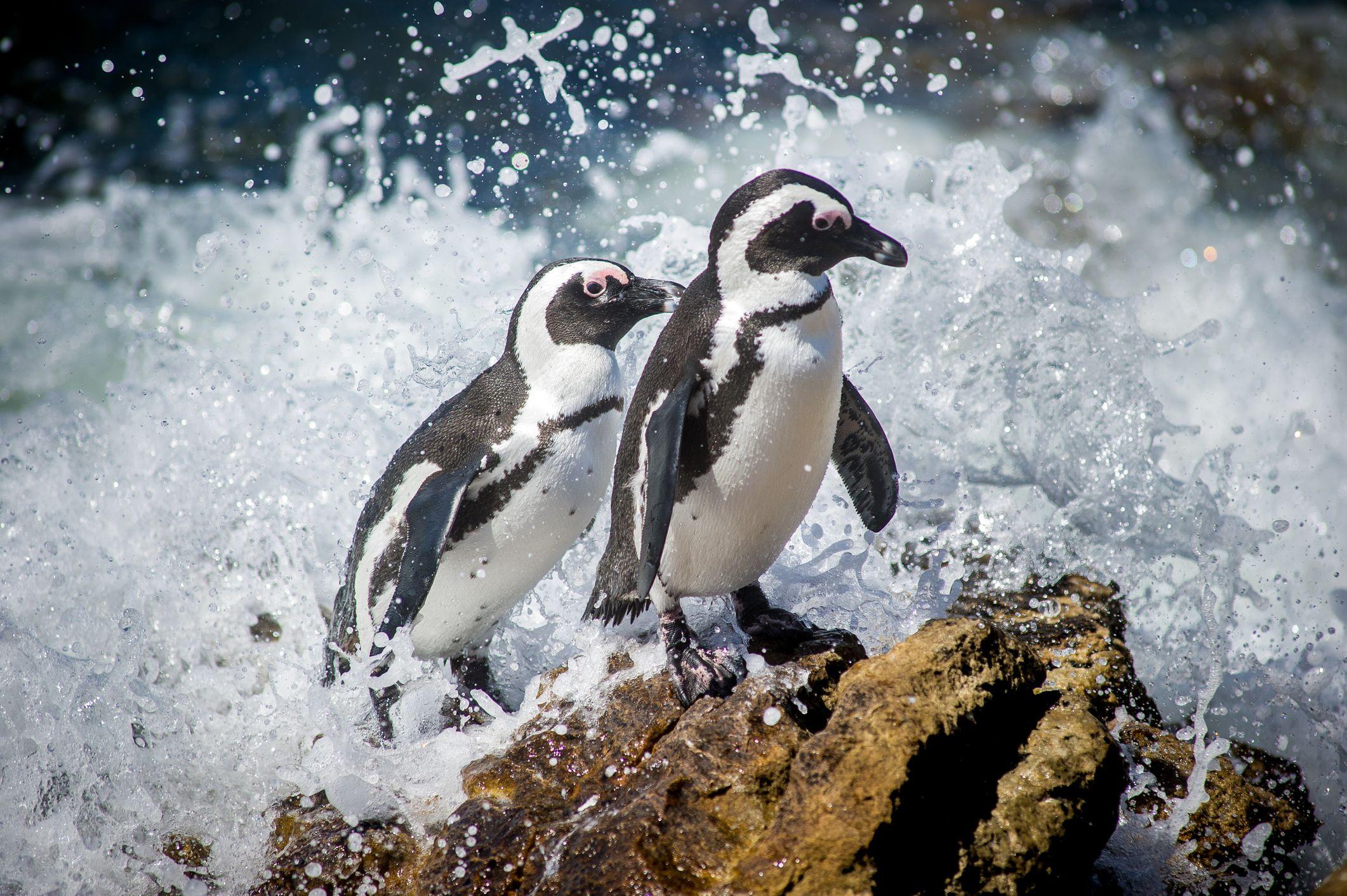 Dos pingüinos africanos sobre una roca contra la que rompe una ola. 