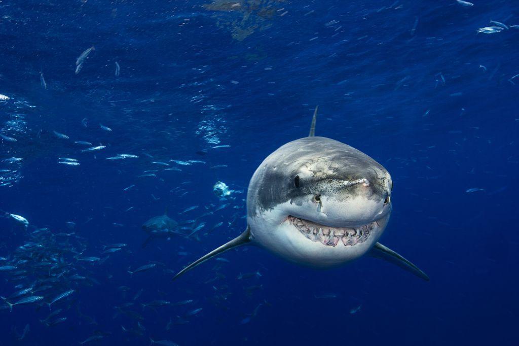 Un gran tiburón blanco nada con bancos de peces dispersos a su alrededor en una imagen submarina. Tiene la boca entreabierta, dejando ver sus afilados dientes. En segundo plano, a distancia, parece vislumbrarse otro tiburón. 